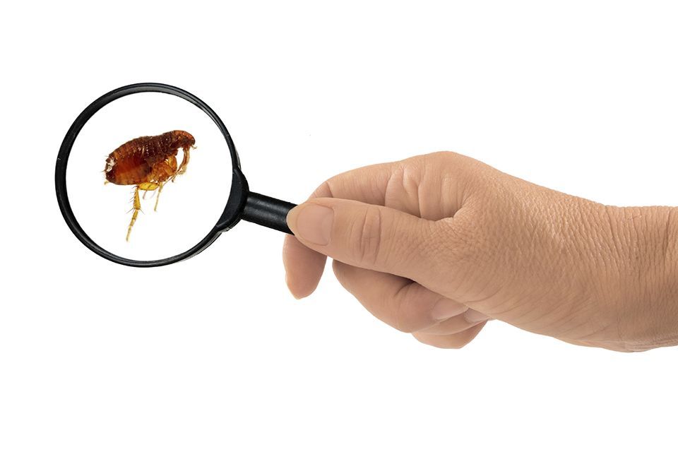 Eradication et extermination des puces de maison