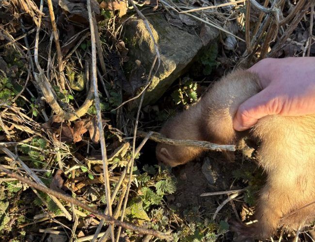 Méthodes de dératisation écologique avec furets