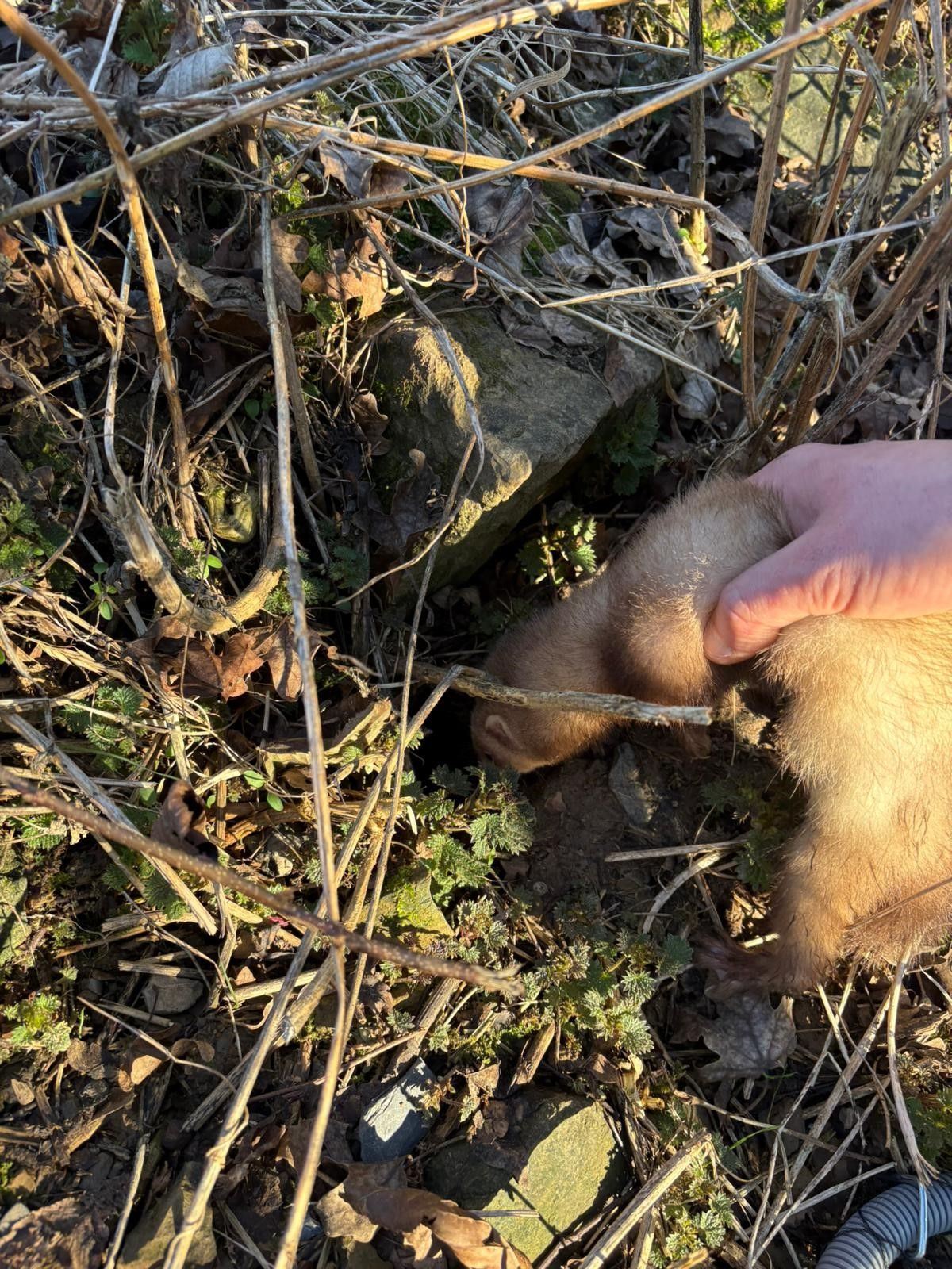 Méthodes de dératisation écologique avec furets