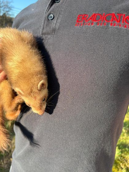 Dératisation avec furets