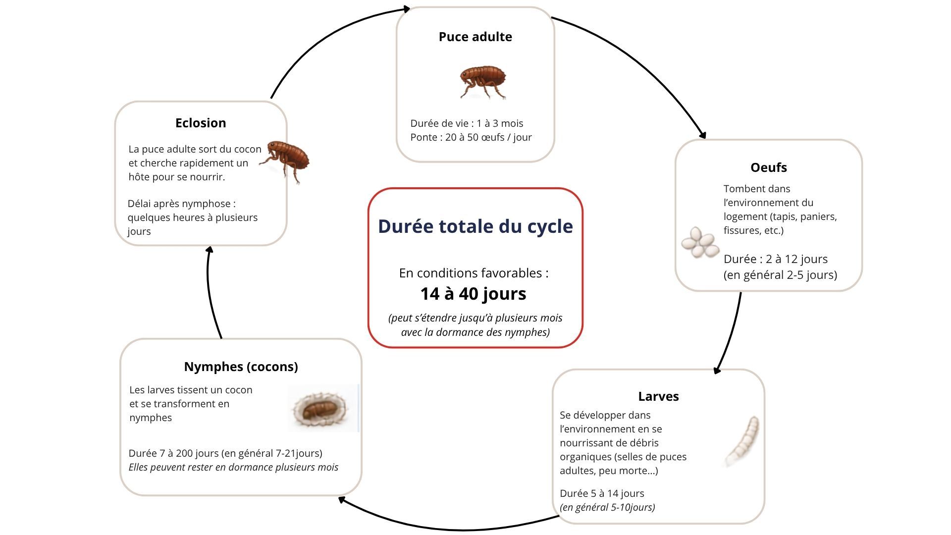 Cycle de vie de la puce