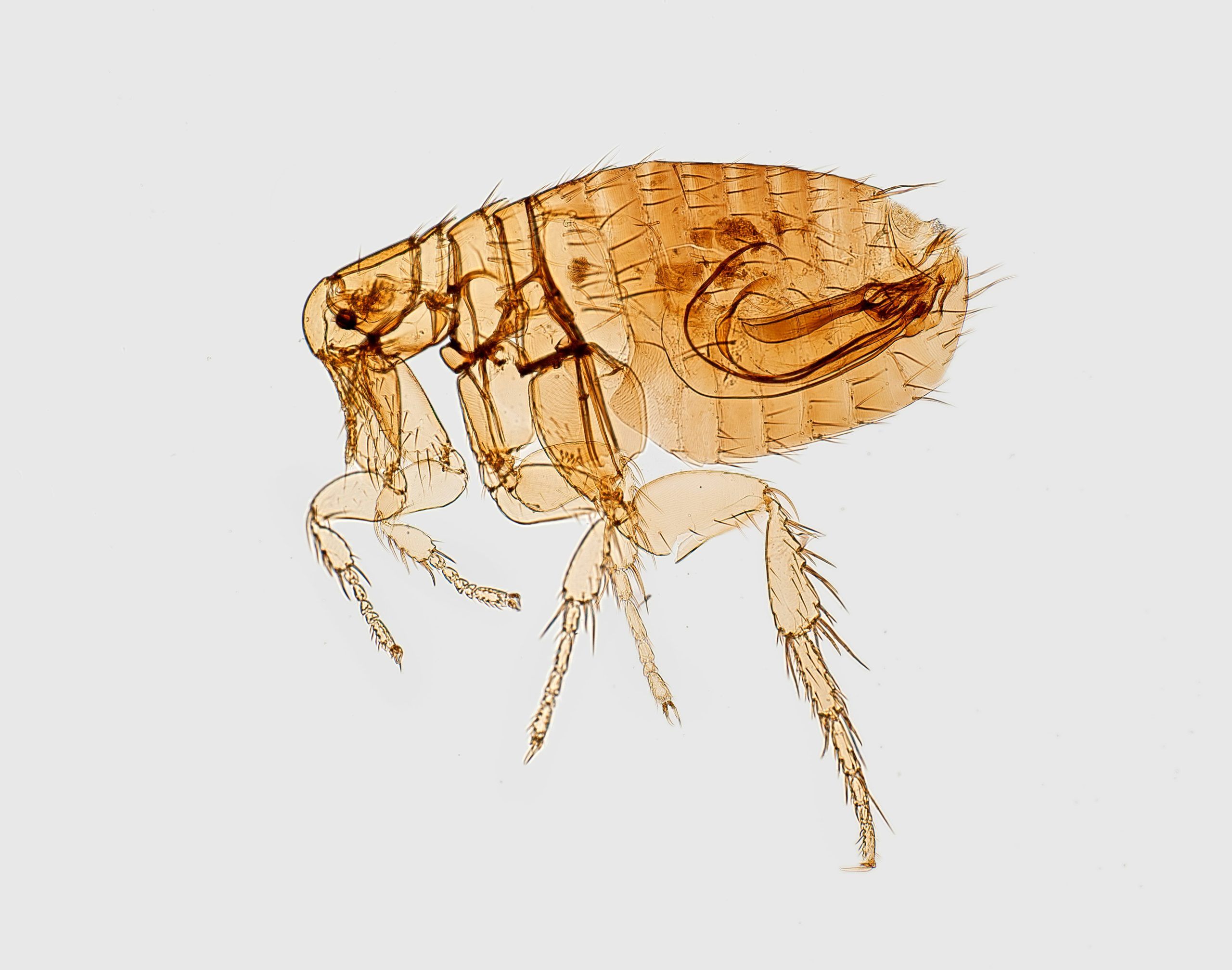 Photo de CDCsur Unsplash